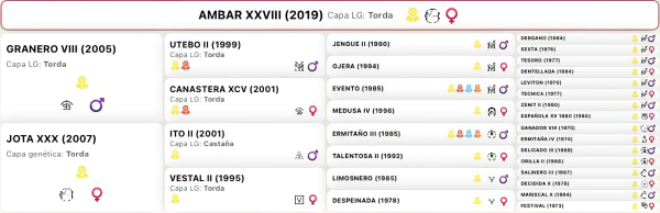 Ámbar XXVIII - Imagen 3