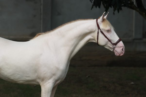 Nazarin - Imagen 4