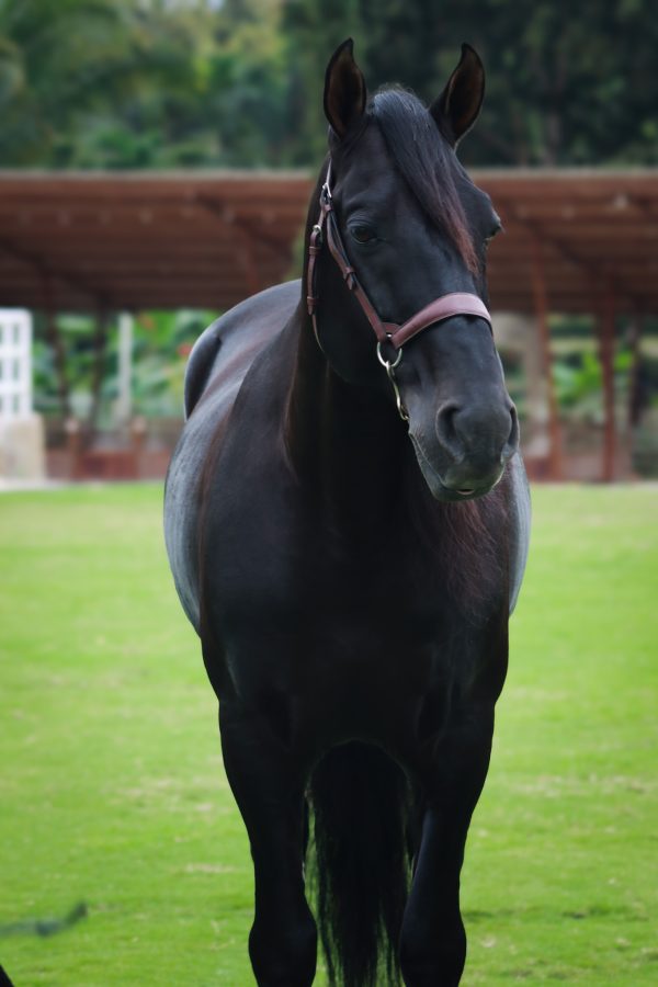 Ufano - Imagen 7