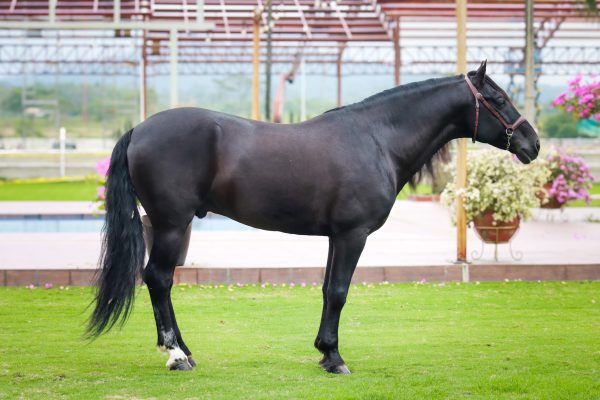 Ufano - Imagen 4