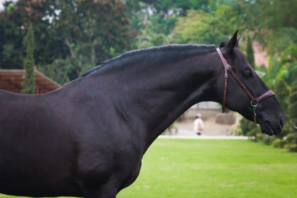Riojano - Imagen 4
