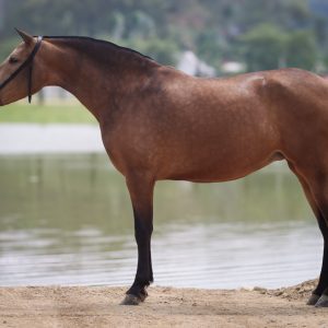 Chontaleña