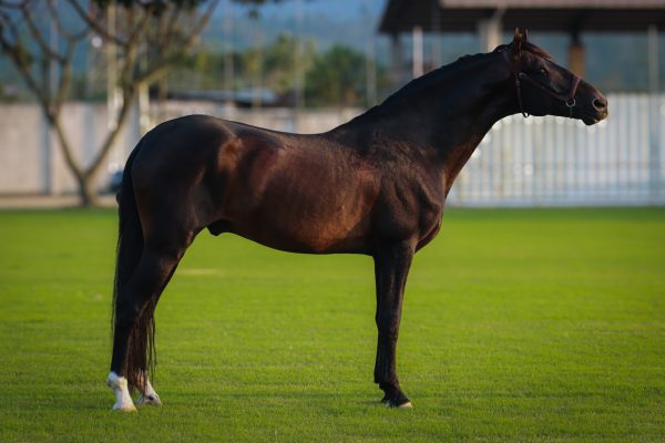 Principe - Imagen 3