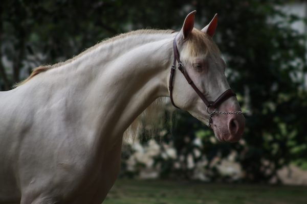 Nazarin - Imagen 2