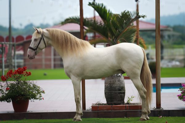 Nazarin - Imagen 7