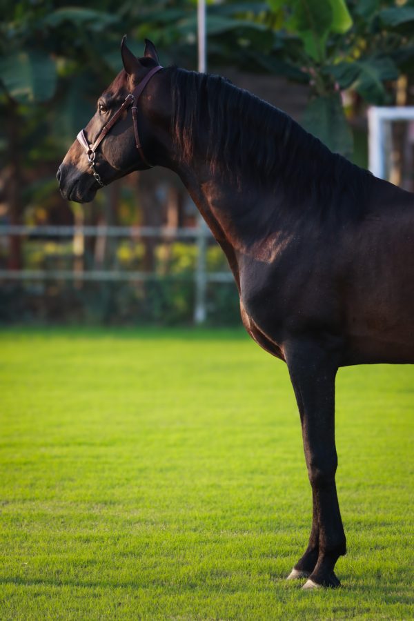 Principe - Imagen 5