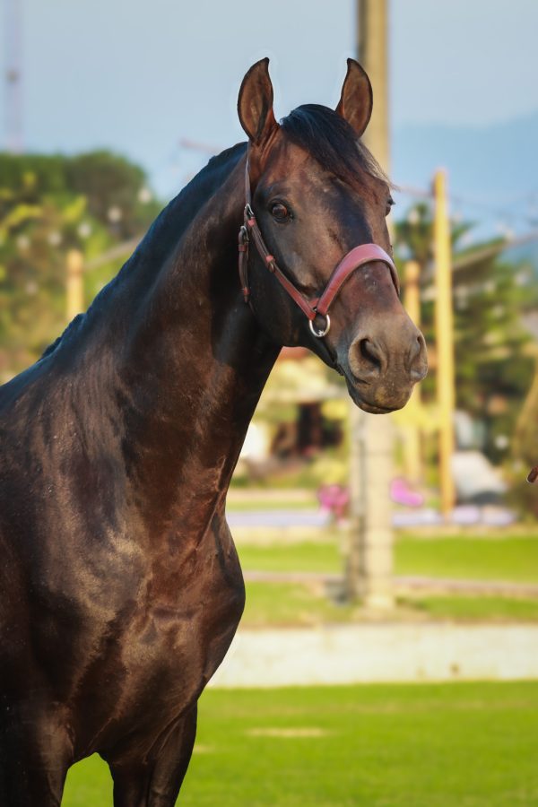 Principe - Imagen 6