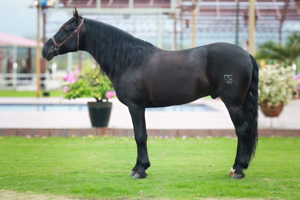 Ufano - Imagen 5
