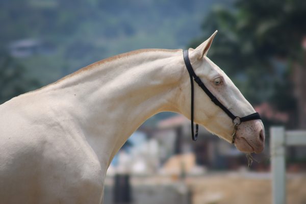 Yamba - Imagen 3