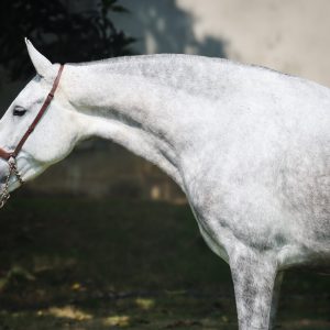 Ámbar XXVIII