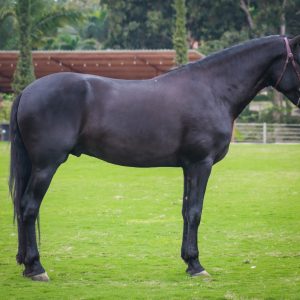 Dichoso